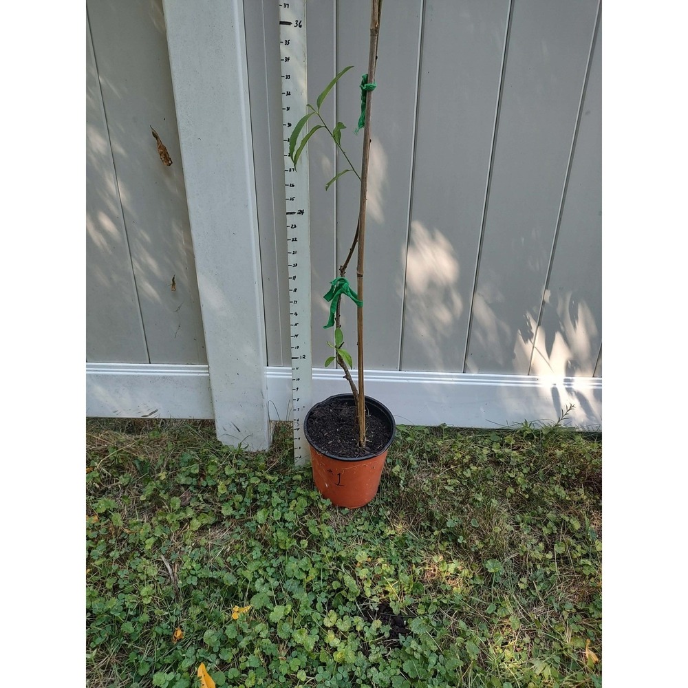 Elberta Peach Tree Saplings Fruit Tree 5'5" 65 In. Tall for Planting Plant - Picture 3 of 4